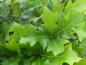 Preview: Quercus palustris Green Dwarf im Sommerkleid