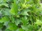 Preview: Sommerlaub von Quercus palustris Green Dwarf