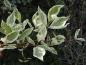 Preview: Weißbunter Hartriegel (Cornus alba Elegantissima) mit Blütenknospen
