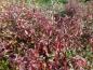 Preview: Herbstlaub: Weißbunter Hartriegel (Cornus alba Elegantissima)