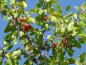 Preview: Prunus domestica ssp. acuticarpa