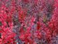 Preview: Die Rote Säulenberberitze bekommt im Oktober eine schöne Herbstfärbung
