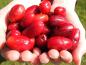 Preview: Große rote Beeren der Kornelkirsche Vraca Kastel