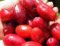 Preview: Auch Vögel mögen die roten Früchte der Großfrüchtigen Kornelkirsche Vraca Kastel
