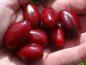 Preview: Die roten Beeren des Cornus mas Vraca Kastel reifen im September.