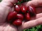 Preview: Gesunde rote Früchte - die Großfrüchtige Kornelkirsche Vraca Kastel