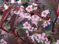 Preview: Rote Blätter und rosa Blüten - die Traubenkirsche Colorata
