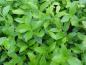 Preview: Gesundes Laub von Vaccinium corymbosum North Country