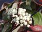 Preview: Früchte von Cornus alba Kesselringii