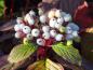 Preview: Die weißen Beeren von Cornus alba Siberian Pearls