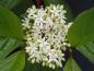 Preview: Cornus alba Sibirian Pearls: schöne Blüte