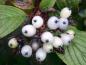 Preview: Cornus alba Sibirian Pearls: herbstlicher Fruchtschmuck