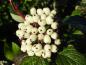 Preview: Früchte von Cornus alba Siberian Pearls (Aufnahem aus Mitte September)