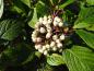 Preview: Cornus alba Siberian Pearls mit weißen Beeren