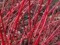 Preview: Die Triebe des Rotrindigen Hartriegels leuchten im Winter
