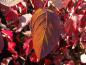 Preview: Herbstfärbung bei Cornus alba Sibirica