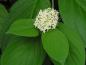 Preview: Cornus alba Sibirica: Blüte und Blätter