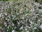 Preview: Himalayaoxbär Silver Shadow, Cotoneaster integrifolius Silver Shadow