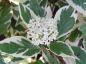 Preview: Weißbunter Bluthartriegel (Cornus alba Sibirica Variegata) - weiße Blüte