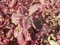 Preview: Herbstfärbung des Weißbunten Blutriegels (Cornus alba Sibirica Variegata)