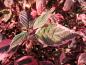 Preview: Leuchtend rot im Herbst - Cornus alba Sibirica Variegata