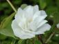 Preview: Philadelphus lewisii Waterton