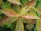 Preview: Sommerlaub von Weigela Wings of Fire