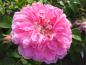 Preview: Duftende Blüte der Rosa rugosa New Century