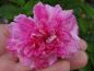 Preview: Gefüllte, pinke Blüte der Rose New Century