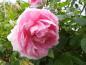 Preview: Hübsche, duftende Blüte der Rose New Century