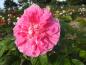 Preview: Rosa rugosa New Century - die gefüllten Blüten duften sehr schön.