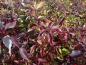 Preview: Cornus alba Spaethii: Herbstlaub