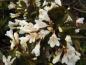 Preview: Schöner Kontrast: Weiße Blüten und dunkelgrüne Blätter der Weigela Black and White