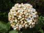 Preview: Die knospige Blüte von Viburnum carlcephalum