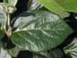 Preview: Bollolvon, Viburnum carlcephalum