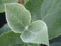 Preview: Bollolvon, Viburnum carlcephalum