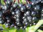 Preview: Sambucus nigra Riese von Vossloch