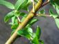 Preview: Rindenfärbung im Spätsommer bei Salix triandra Yellow Villaine