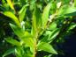 Preview: Salix triandra Yellow Villaine, Sommerlaub