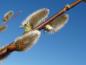 Preview: Salix caprea Bögelsack, Aufnahme der Blütenkätzchen