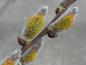 Preview: Gelbrote Staubgefäße der Kätzchenweide Bögelsack