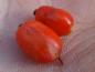 Preview: Säuerliche rote Beeren von Berberis koreana Rubin