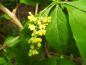 Preview: Gelbe Blütentraube der Berberis koreana Rubin