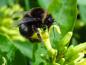 Preview: Reicher Pollenspender, die Diervillie Dilon