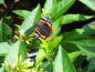 Preview: Diervilla lonicera Dilon ist auch bei Schmetterlingen begehrt