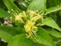 Preview: Gelbe Blüte der Diervillie Dilon