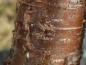 Preview: Rindenstruktur bei Prunus schmittii