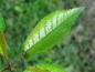 Preview: Laubblatt von Prunus schmittii
