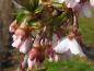 Preview: Im April bis Mai erscheinen die rosa Blüten der Prunus schmittii.