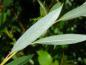Preview: Salix rubens Flanders Red, Blattunterseite